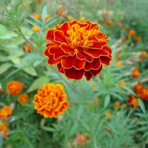 Fide Vadisi Fransız Kadife Çiçeği Tohumu (Karagöz Kadife) – Tagetes Patula (~ Takribi 50 Tohum)