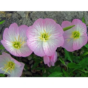 Fide Vadisi Ezan Çiçeği Tohumu 2-Oenothera (~ Takribi 50 Tohum)