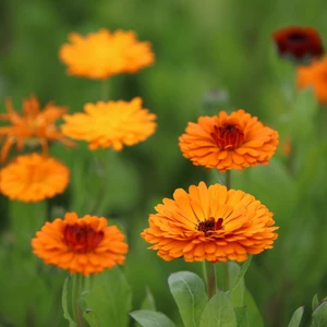 Fide Vadisi Portakal Nergisi Çiçek Tohumu Calendula Off. (Takribi ~25 Tohum)