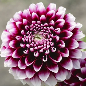 Fide Vadisi Yıldız Çiçeği Çiçek Tohumu – Dahlia (~ Takribi 30 Tohum)