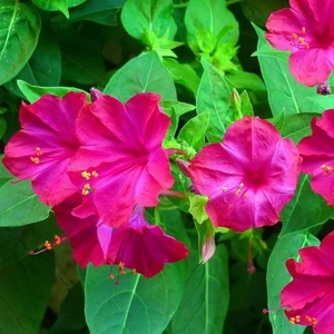 Fide Vadisi Akşam Sefası Çiçek Tohumu 1–mırabılıs Jalapa (~takribi 10 Tohum)