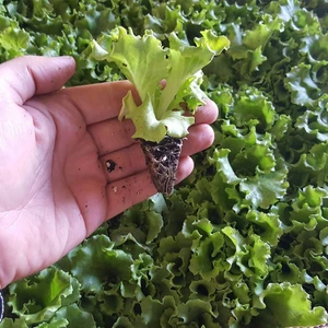 Fide Vadisi 100 Luk Kıvırcık Marul Fidesi