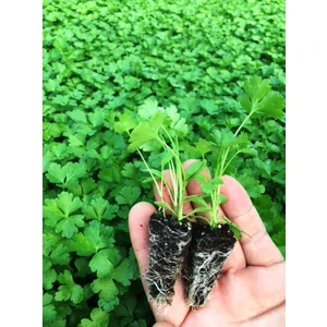 Fide Vadisi Maydanoz Fidesi (6’lı Ambalaj)