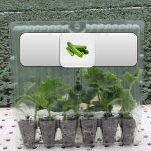 Fide Vadisi Sırık Salatalık (Hıyar) Fidesi (6’lı Ambalaj)