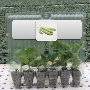 Fide Vadisi Acur Fidesi (6’lı Ambalaj)