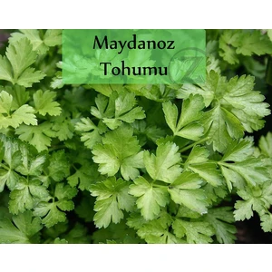 Zencefil Organik Maydanoz Tohumu 1 Paket (10GR=5000+ Adet)