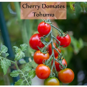 Zencefil Organik Çeri Domates Tohumu 1 Paket (1GR=250+ Adet) Cherry Domates Salkım Domates Tohumu