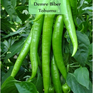 Sera Demre Biber Tohumu 1 Paket (10GR=1000+ Adet) Demre Biber Tohumu