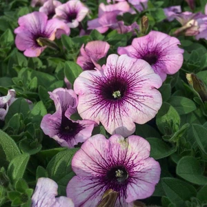 Lavender Eflatun (Hibrid) Petunya Çiçeği Tohumu-50 Tohum