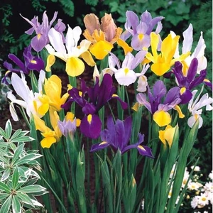 Karışık Renkli Iris Mix (Süsen) Soğanı 10 Adet