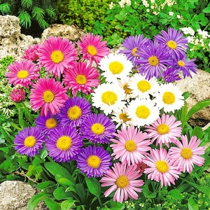 Karışık Aster Çiçeği Tohumu-50 Tohum