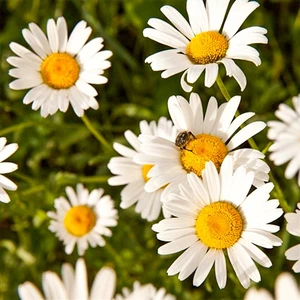 Tıbbi Aromatik Papatya Çiçeği TOHUMU-100 Tohum