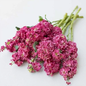 Pink Şebboy Çiçeği Tohumu-50 Tohum