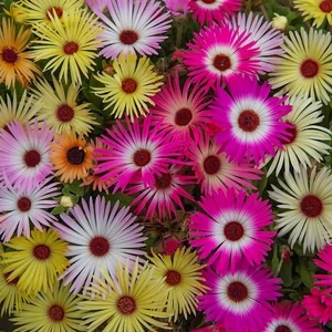 Karışık Buz Çiçeği Tohumu-25 Tohum