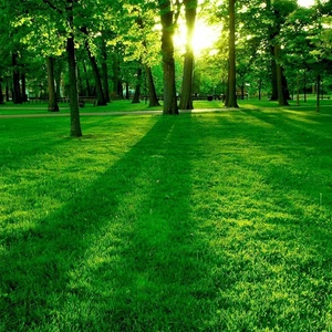 6'li Karışım Çim Tohumu-25 kg