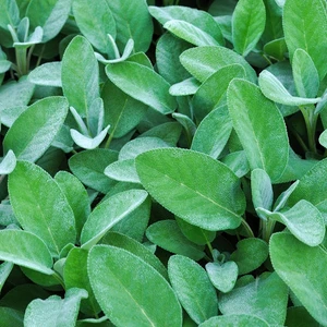 Salvia Officinalis Culinaria Gümüş Adaçayı Fidesi-2 Adet