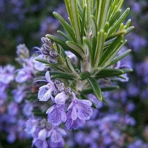 Rosmarin Officinalis Kokulu Biberiye Fidesi-2 Adet