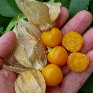 Çok Şifalı Yer Kirazı Altın Çilek Fidesi-6 Adet