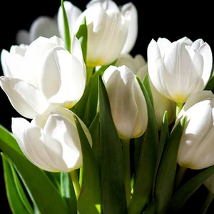 Beyaz Lale Soğanı Fidesi