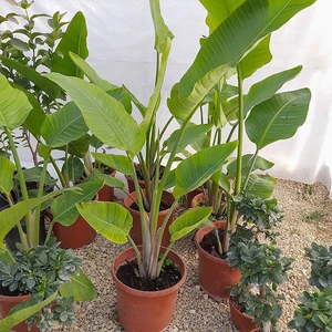 Saksıda Starliçe Cennet Kuşu Bitkisi (Kendi RESMIDIR)-150 cm