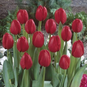 Kırmızı Lale Soğanı Fidesi