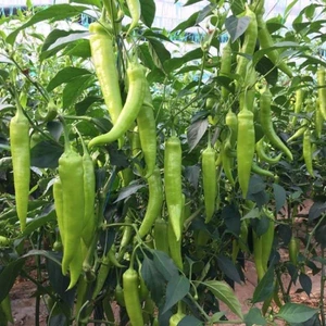 Fide Vadisi Biber Tohumu Aşağıbakan Yeşil Süs – 10g ~ Takribi 800 Tohum