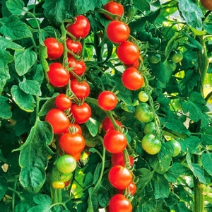 Fide Vadisi Domates Tohumu Cherry – 1 g ~ Takribi 150 Tohum