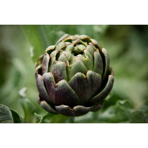 Fide Vadisi Enginar Tohumu – Hobby Amaçlı – 1gr