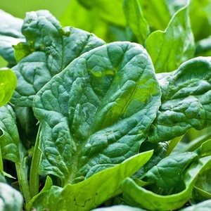 Fide Vadisi Ispanak Tohumu Mata-dor – 1 KG