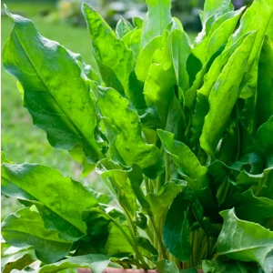 Fide Vadisi Kuzukulağı Tohumu  Ekşiot  – 5g ~ Takribi 2750 Tohum