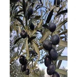 NET TARIM 50'li Gemlik Trilye Zeytin Fidanı Tüplü 2 Yaş 1,5 m