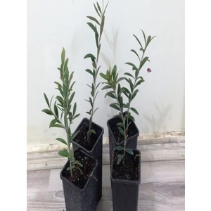 NET TARIM 10'lu Saksılı Tam Bodur Arbequina Zeytin Fidanı 1 Yaş - 30-60 Cm 