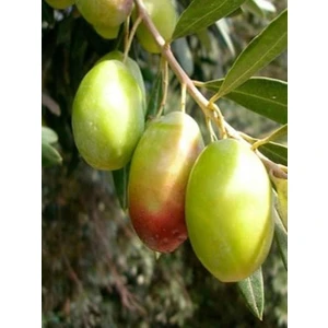 Ada Tarım 1'li Zeytin Fidanı Çok Iri Meyveli Kalamata Eşek Tüplü 60 cm 1 Yaş 