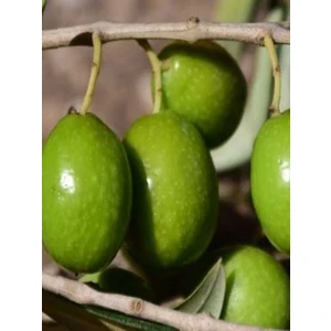 Ada Tarım 1'li Tavşan Yüreği Çil Topak Zeytin Fidanı Tüplü 2 Yaş 1 m