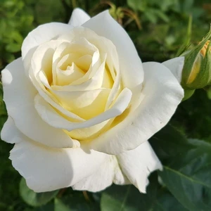 Ada Tarım 10'lu Gül Fidanı Beyaz Yediveren Sarmaşık Kokulu Açık Kök 2 Yaşında