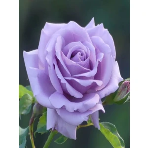 Ada Tarım 3'lü Gül Fidanı Lila Renk Yediveren Sarmaşık Kokulu Açık Kök 2 Yaşında