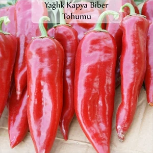 Zencefil Organik Kapya Biber Tohumu 1 Paket (10GR=1000+ Adet) Yağlık Kapya Biber Tohumu