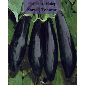 Zencefil Organik Patlıcan Tohumu Halep Karası 1 Paket (10GR=2000+ Adet) Halep Karası Patlıcan Tohumu