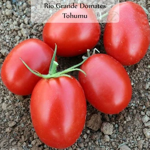 Domates Tohumu Rio Grande 1 Paket (5GR=1000+ Adet) Rio Grande Domates Tohumu