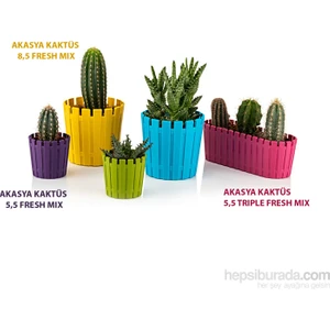 Akasya Kaktüs 8,5 Fresh Mıx