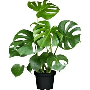 Roy Çiçekçilik Monstera-Deve Tabanı
