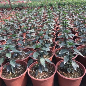 Fide Vadisi Saksıda Mor Cin Biberi (1 Adet)