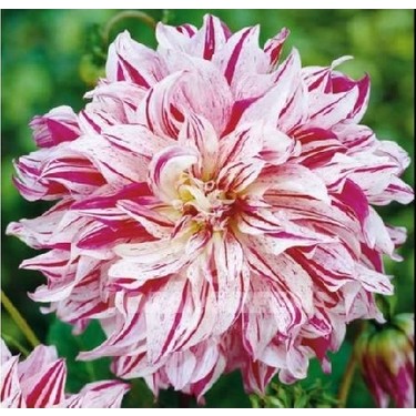 Dahlia Ado ファクトリア収録 Dahlia Ado ファクトリア収録 m83675091182_1.jpg?1741868912