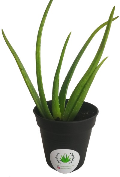 Akdeniz Aloe Vera Fidan 30-40 cm Saksılı