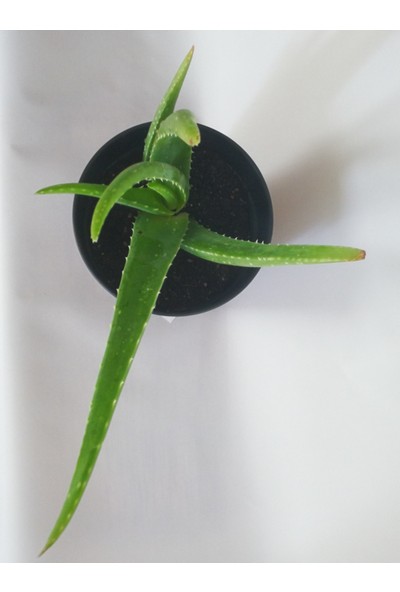 Akdeniz Aloe Vera Fidan 30-40 cm Saksılı