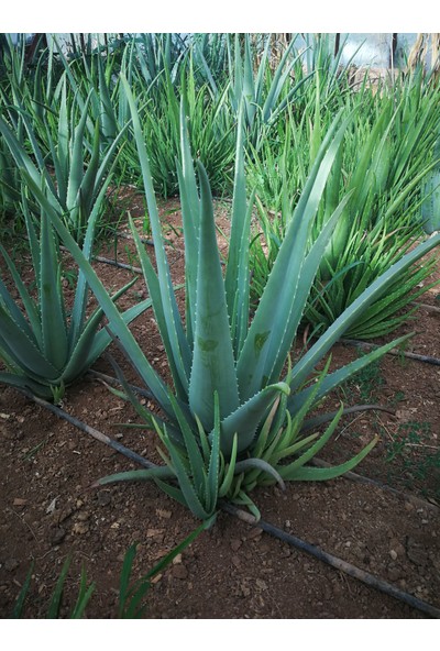 Akdeniz Aloe Vera Fidan 20-30 cm Saksılı