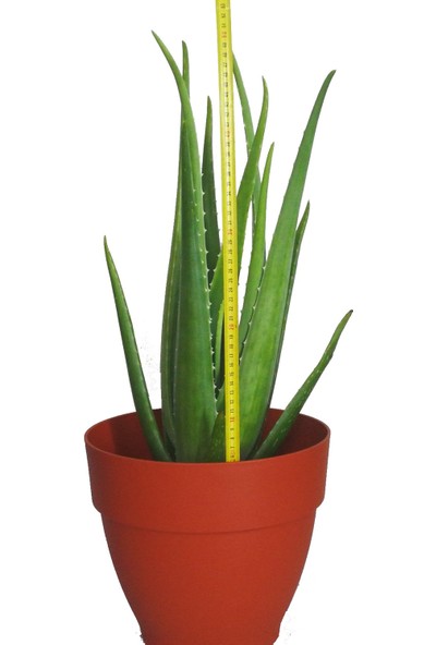 Akdeniz Aloe Vera Fidan 50-60 cm