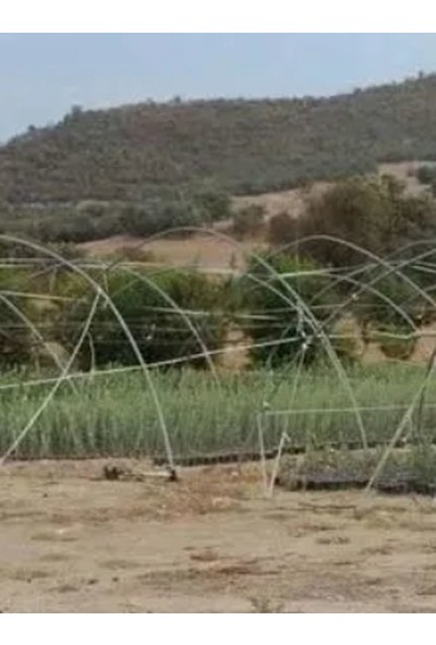 Ada Tarım 100'lü Saksılı Tam Bodur Arbequina Zeytin Fidanı 1 Yaş - 30-60 Cm