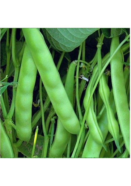 Yerli Sırık Ayşe Kadın Fasulye Tohumu (Siyah-Beyaz) 500 gr