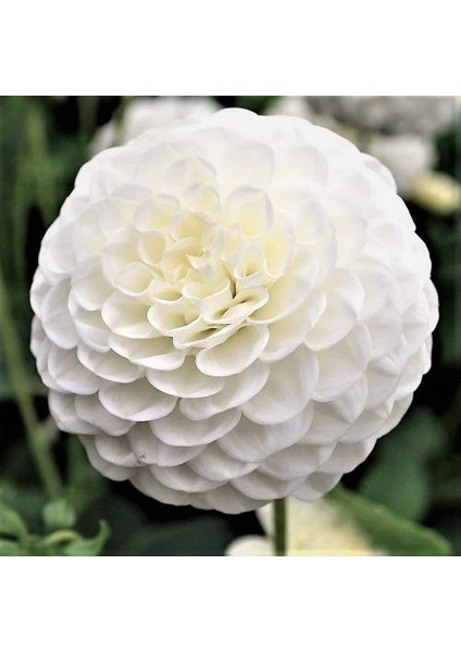 Yıldız Soğanı Dahlia Snowflake Soğanı 1 Adet Boy 80 cm